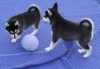 Healthy-Siberian-Husky-puppies-ready-for-adoption