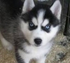 -Cute-male-and-female-Siberian-husky-puppies-for-adoption